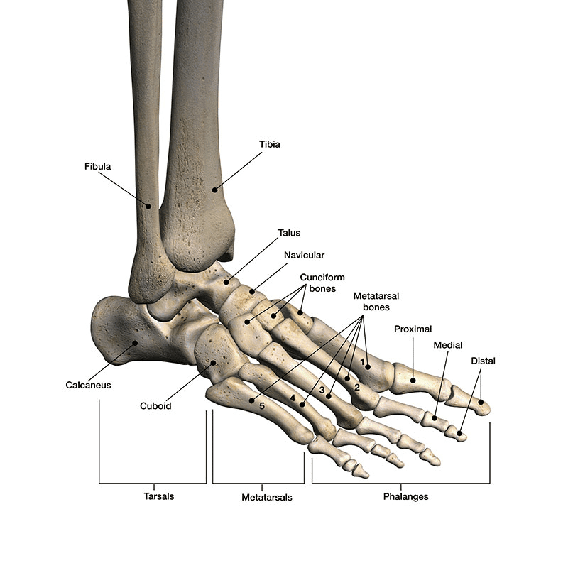 3D-rendered human foot bone with various parts labeled, including phalanges and tibia